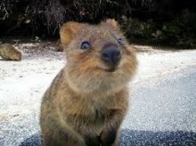 オーストラリア　アニマルガイド「世界一幸せな動物～クオッカ」