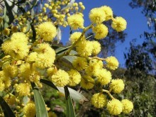 オーストラリアの国花「ゴールデン・ワトル」