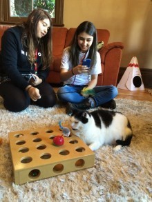 オーストラリア　メルボルンでも大人気の「ネコカフェ」