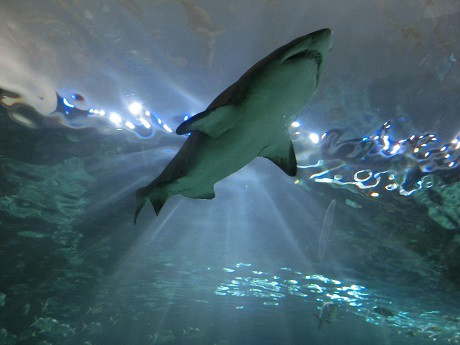 カナダトロント 観光名所 リプリー水族館　エミリーのEnglish留学日記