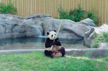 カナダ留学はこんなに楽しい！パンダに会いにToronto Zooへ行ってきました！
