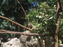 GIRLS留学 オーストラリアなう　カンガルー触っています♪